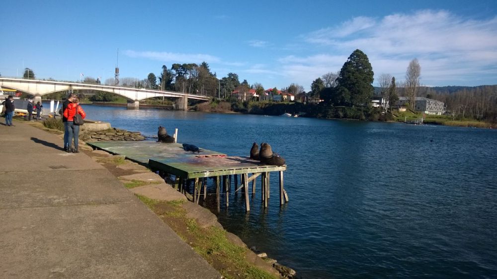 costanera Valdivia.JPG